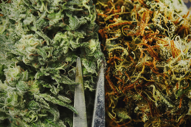 Dovreste Potare La Vostra Cannabis A Mano O A Macchina?