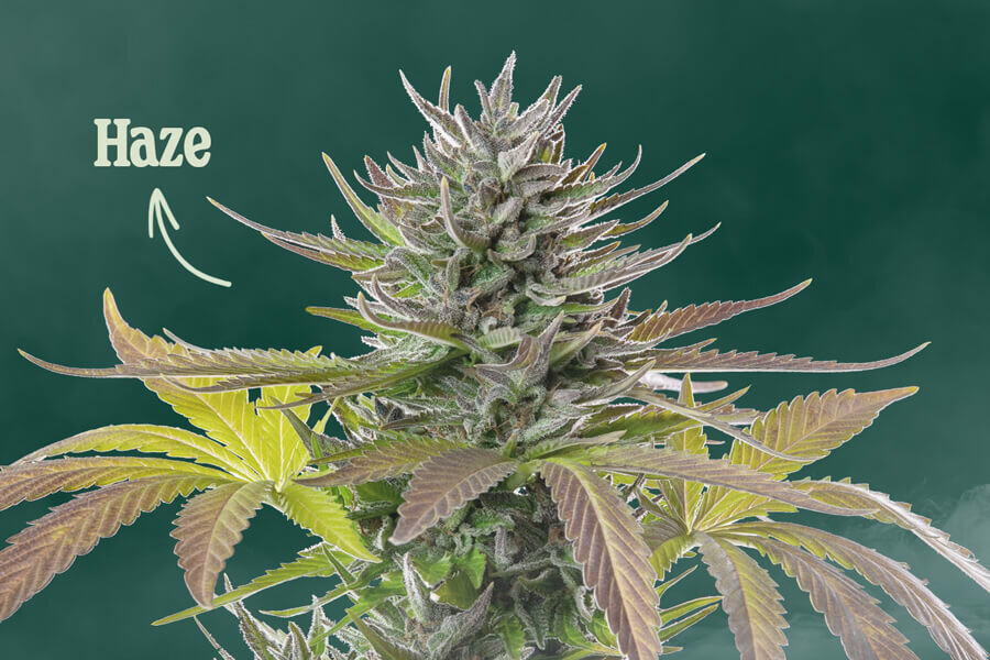 Cos’è la cannabis Haze?