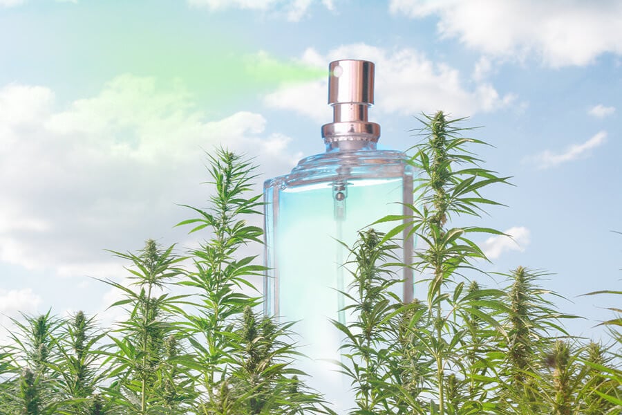 Profumo alla cannabis: Una fragranza sempre più di moda