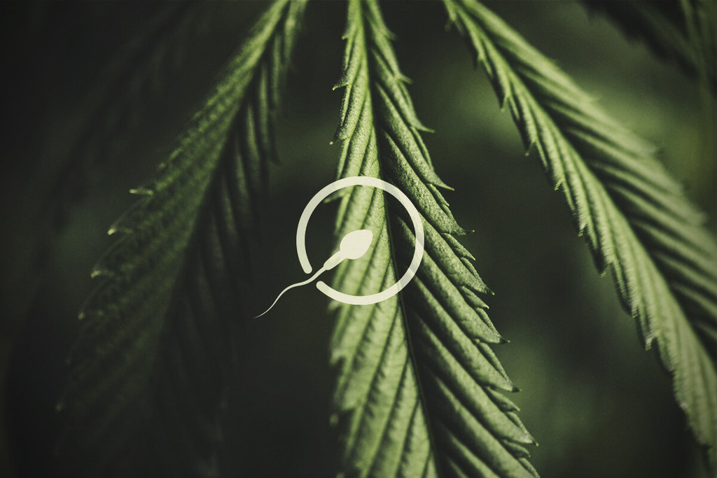Cannabis e fertilità: Tutto quello che c'è da sapere