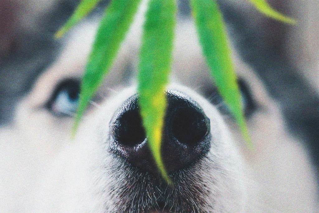 Animali E Tossicità Della Cannabis: Cosa Fare Se Il Tuo Cane Mangia L'Erba - RQS Blog