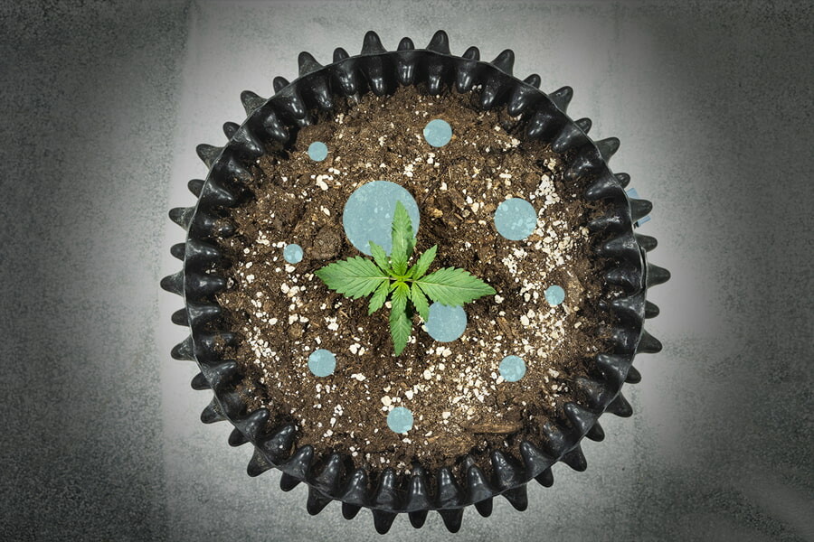 Batteri dell'acido lattico: Un probiotico per le piante di cannabis