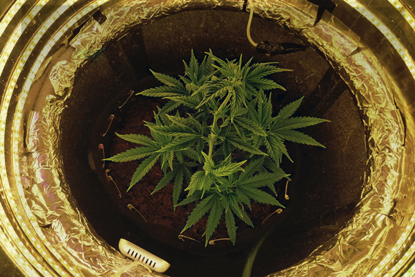 Guida Alla Coltivazione Della Cannabis In Uno Space Bucket