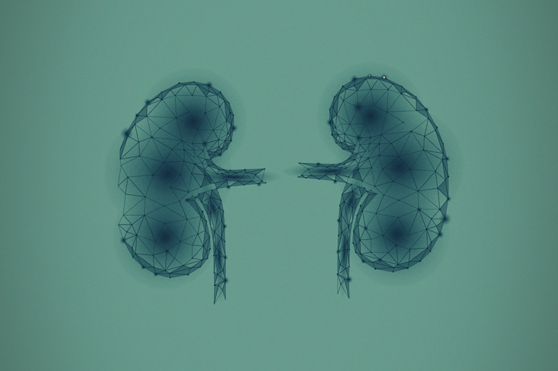 Scienza dei cannabinoidi e malattie renali