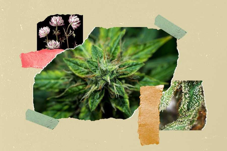 Come Aggiungere Sapore alla Tua Cannabis Prima, Durante e Dopo il Raccolto