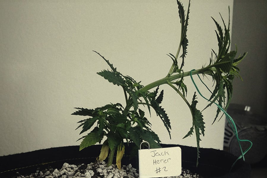 11 Errori Da Evitare Nel Training Della Cannabis