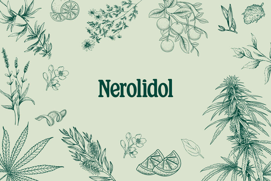 Terpeni della Cannabis: Nerolidolo—Un Versatile Sesquiterpene