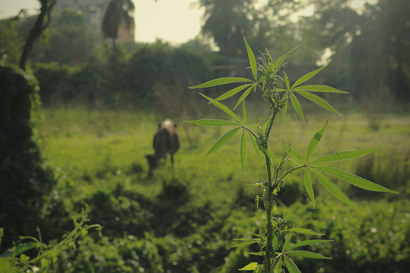 Come Proteggere Le Piante di Cannabis Dagli Animali Affamati
