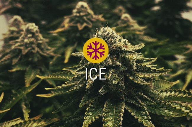 ICE Semi di Cannabis Femminizzati