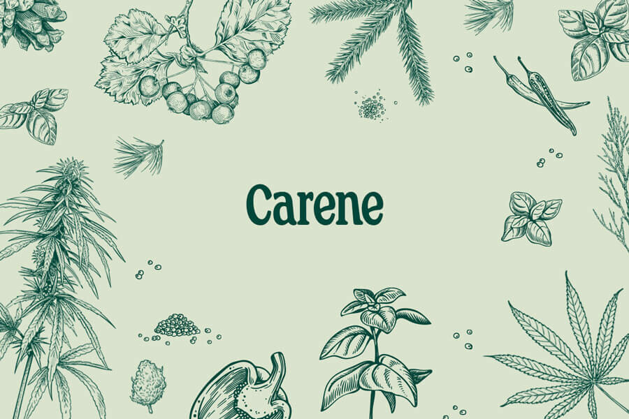 Carene: Un Terpene Con Proprietà Antinfiammatorie E Di Guarigione Ossea