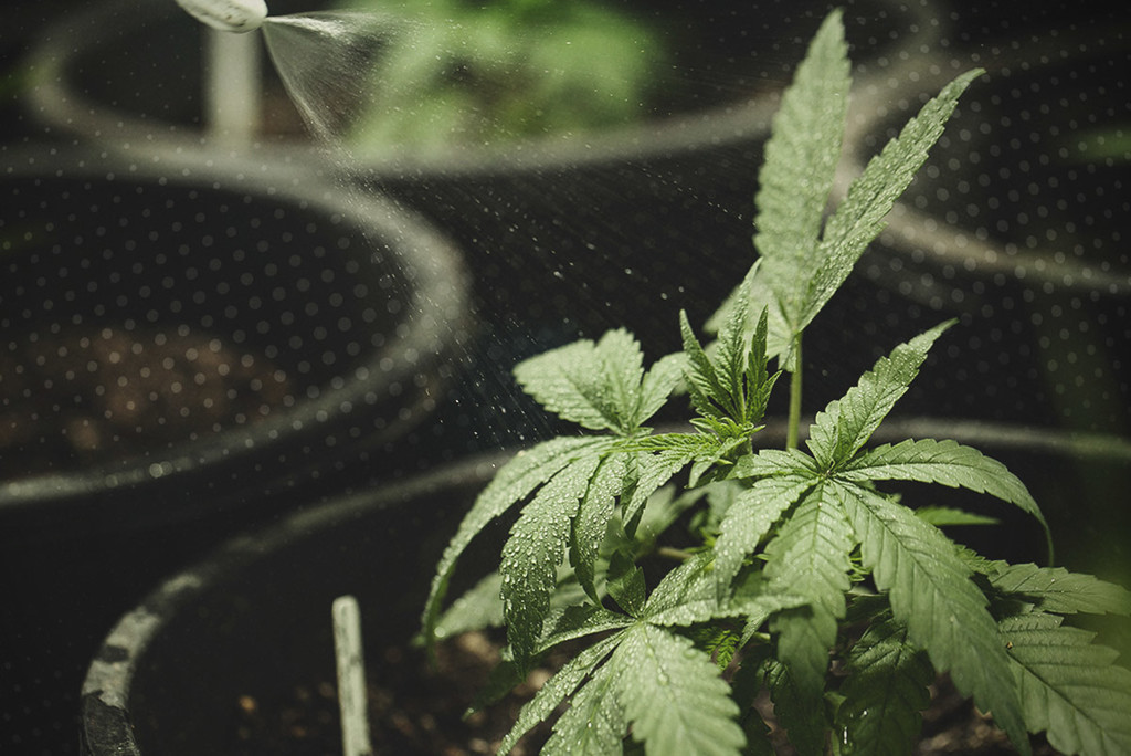 Come Innaffiare le Piante di Cannabis: Una Guida Completa