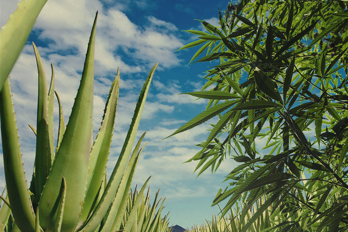 Usa L'Aloe Vera Per Proteggere E Nutrire Le Tue Piante Di Cannabis