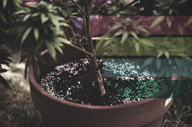 Amminoacidi — Il Loro Ruolo Nella Pianta di Cannabis