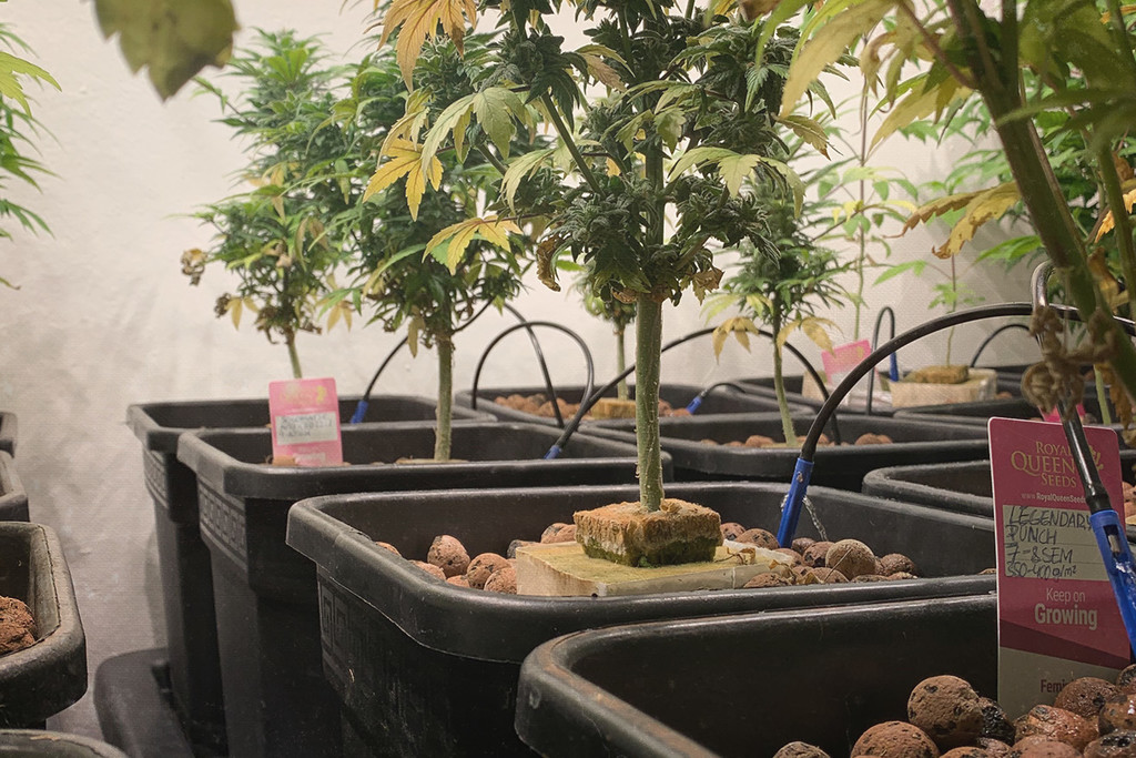 Sistema idroponico a flusso continuo per coltivare cannabis