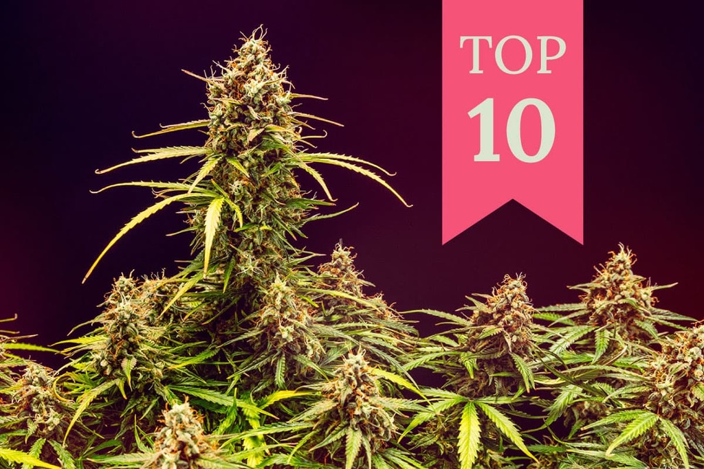 Le 10 varietà di cannabis più euforiche