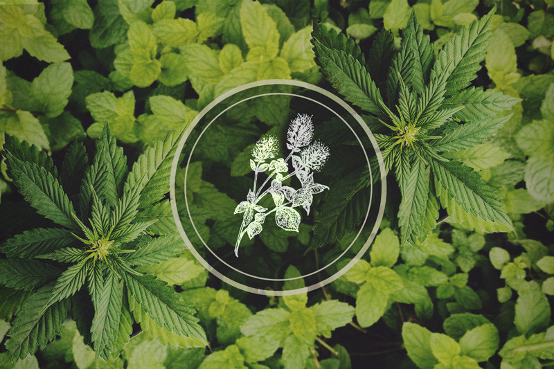 I benefici di coltivare la menta vicino alle piante di cannabis