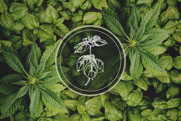 Piante contro gli afidi: Il basilico come pianta consociativa per la cannabis
