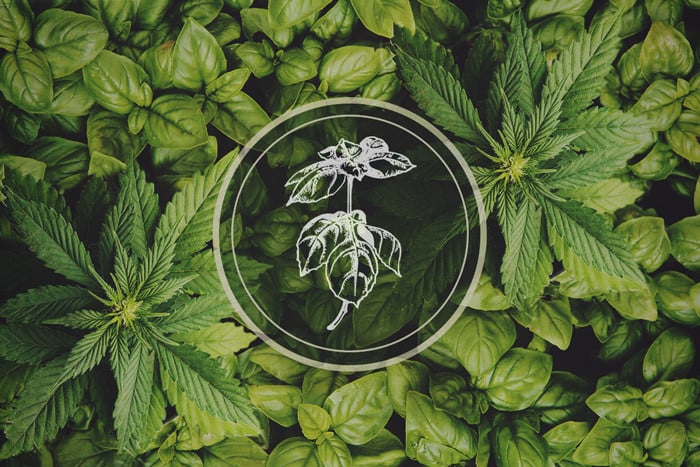 Piante contro gli afidi: Il basilico come pianta consociativa per la cannabis