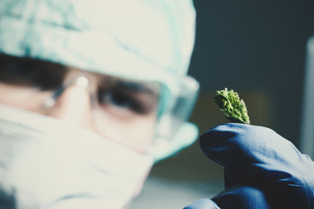 Marijuana e cancro: Cosa dice la ricerca?