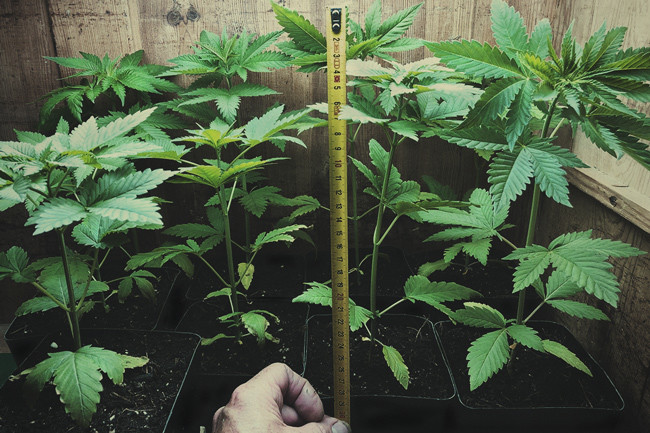 Diradare il Tuo Prossimo Ciclo di Plantule di Cannabis