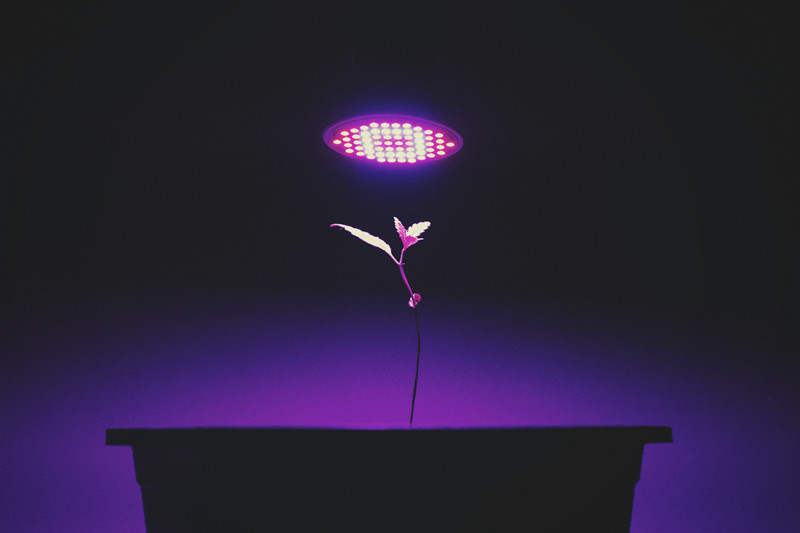 Lampada Piante Coltivazione LED Indoor,5 M 12 V LED Pianta Grow Light Light Spettro completo Corda creativa Luce per la coltivazione di verdure Orticoltura Semenzale industriale