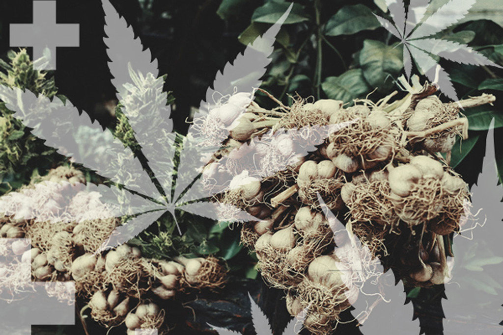 Repellenti Naturali Fatti in Casa Contro i Parassiti della Cannabis