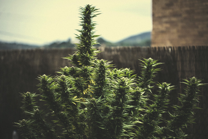 Comprendere la Produzione di Cannabis per Pianta