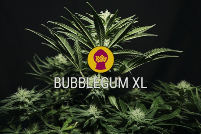 Semi di cannabis femminizzati Bubblegum XL