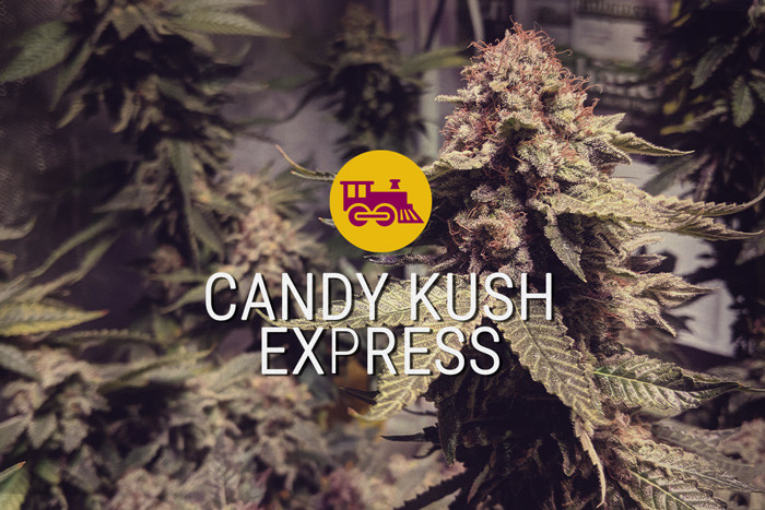 Semi di cannabis femminizzati Candy Kush Express