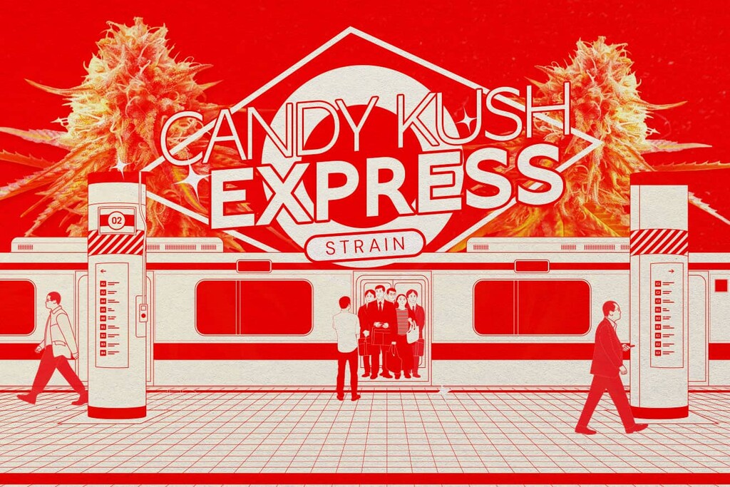 Varietà Candy Kush — Dolce, rilassante e potente