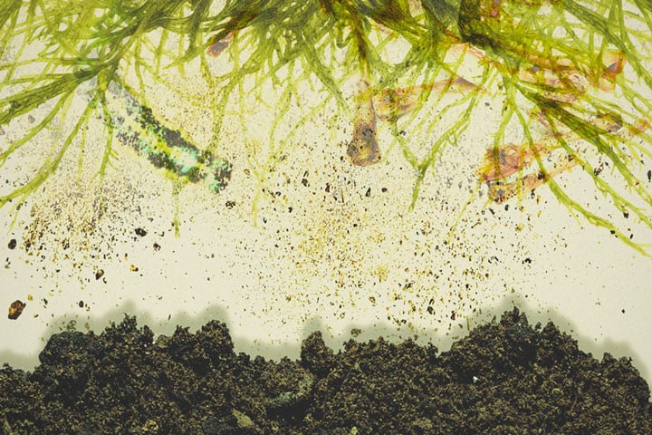 Migliora la Qualità del Terreno per la Cannabis con il Top Dressing