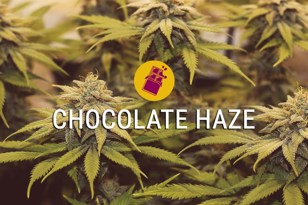 Chocolate Haze: Prendi la Vita con Dolcezza