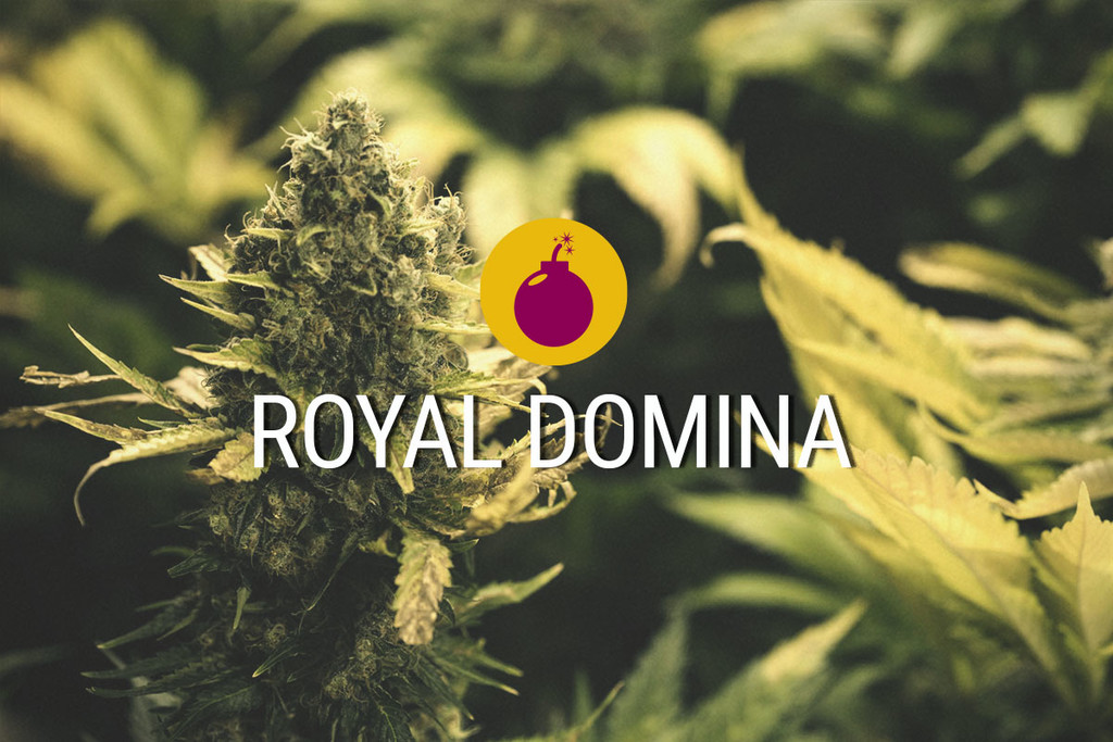 Royal Domina: Una Potente Indica Degna di un Re