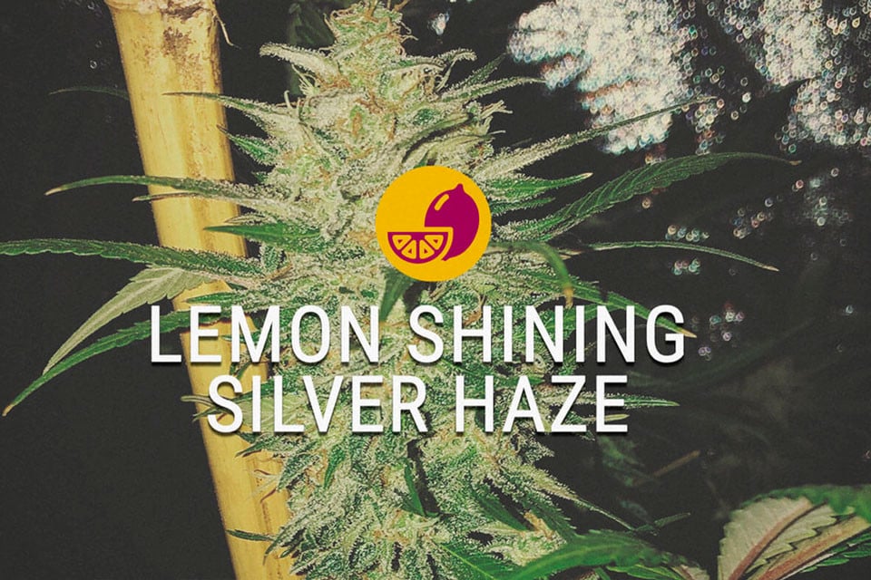 Lemon Shining Silver Haze: Una Sativa Che Non Dorme Mai