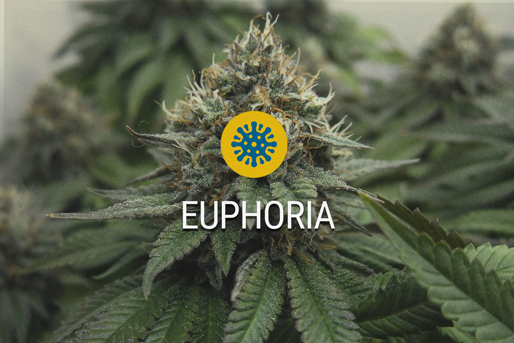 Euphoria: CBD e THC Lavorano Fianco a Fianco