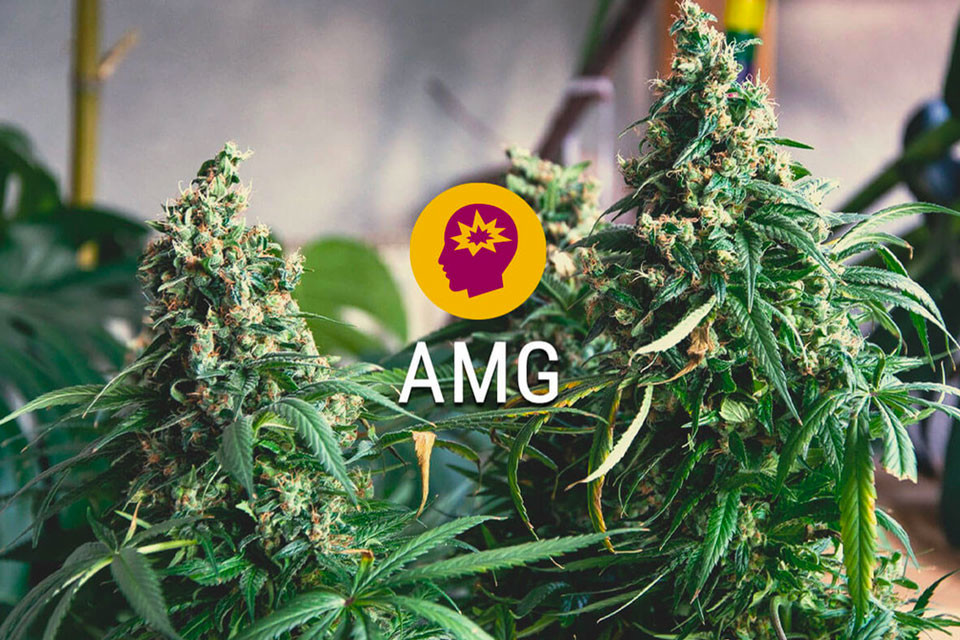 AMG (Amnesia Mac Ganja): Alimenta il Tuo Cervello