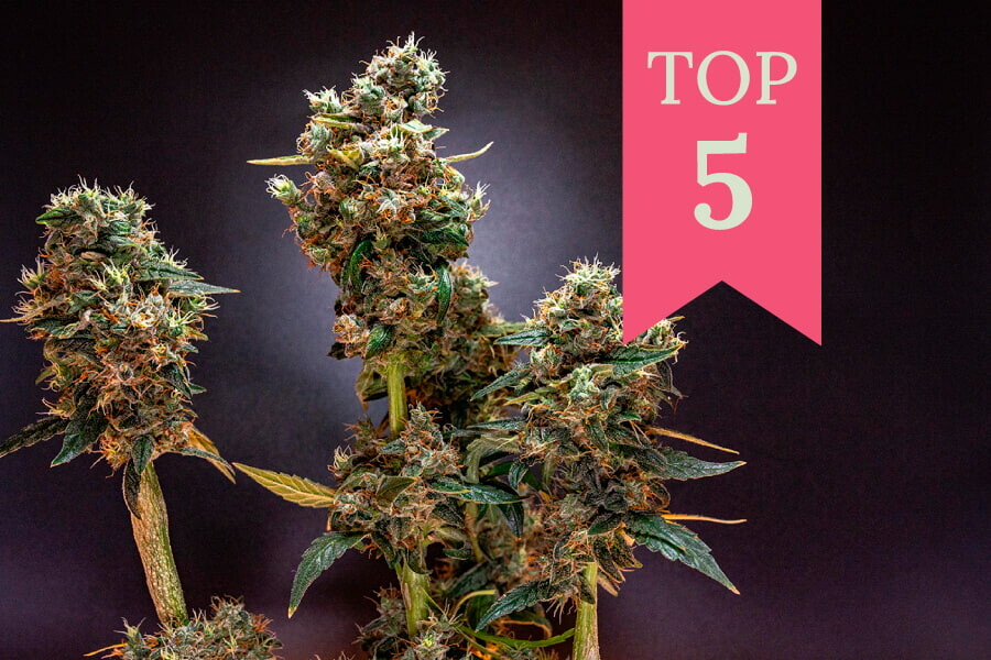 Le 5 migliori varietà di cannabis per le giornate di pioggia