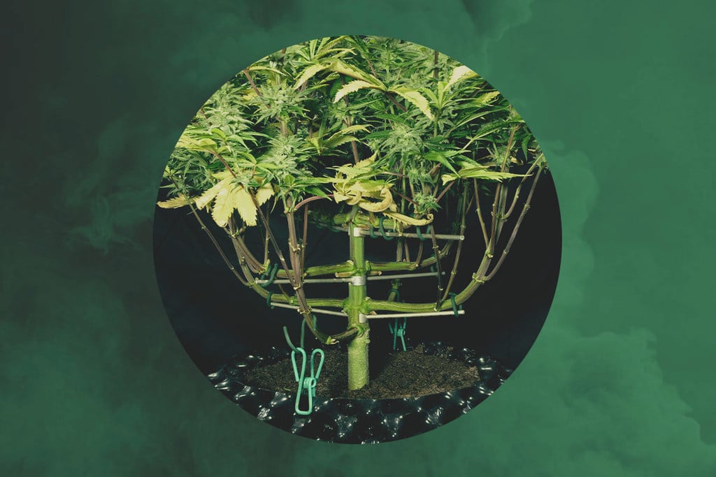 Interviste RQS - Magnetous, Esperto Trainer della Cannabis