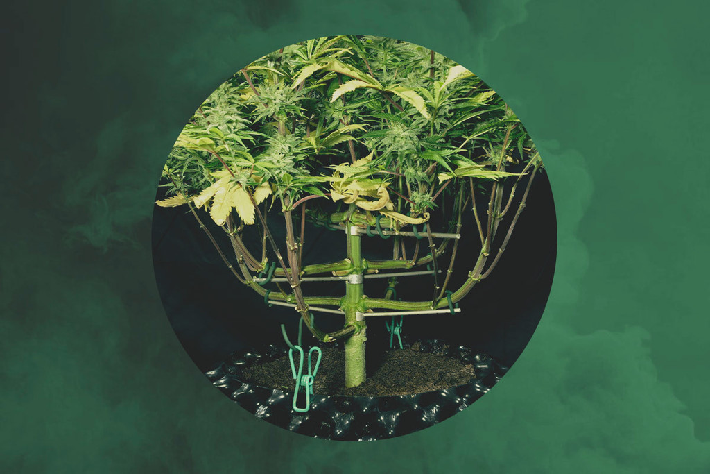 Interviste RQS - Magnetous, Esperto Trainer della Cannabis