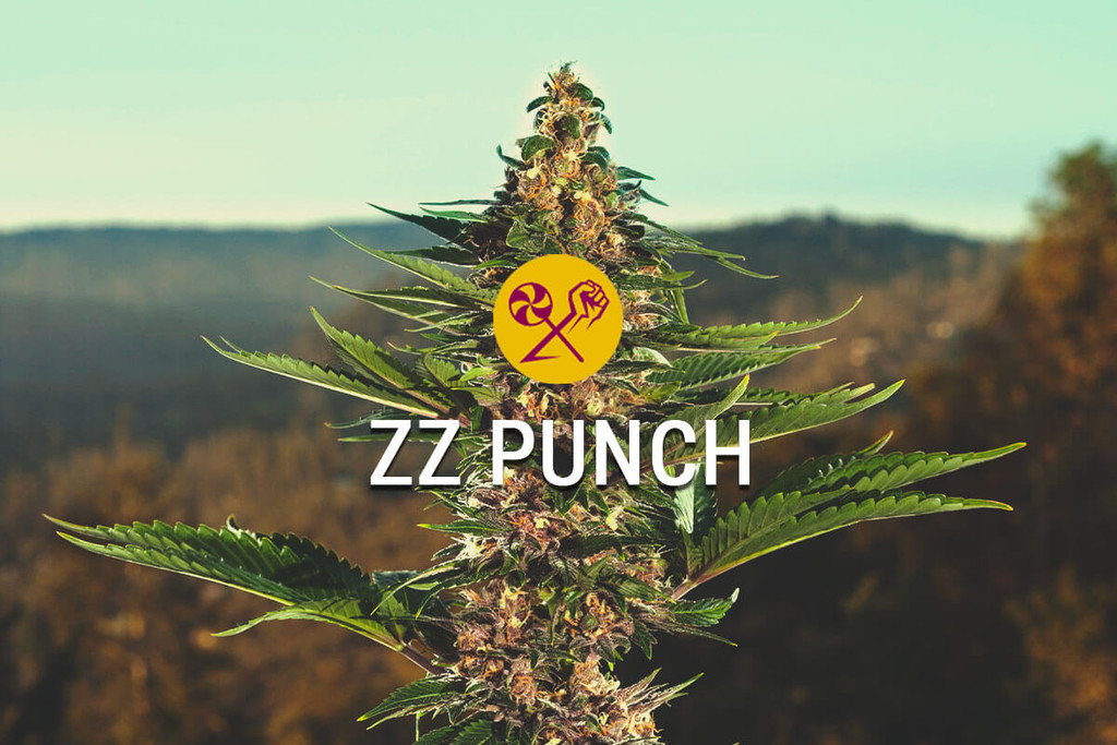 ZZ Punch di RQS x Zamnesia: Un'Unione Nel Paradiso Della Cannabis