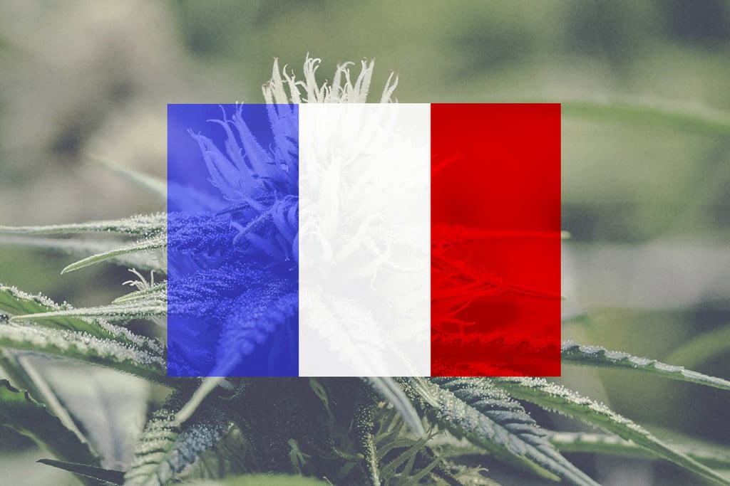 Coltivare Cannabis All’Aperto In Francia: Una Guida Mese Per Mese