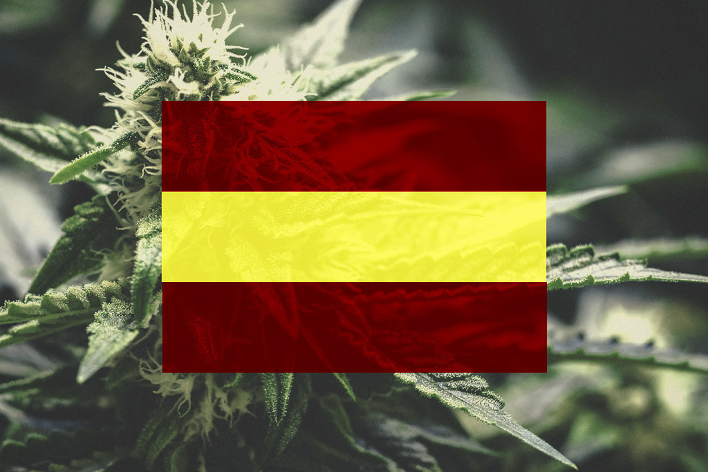 Coltivare Cannabis in Spagna | Una Guida Mese per Mese 