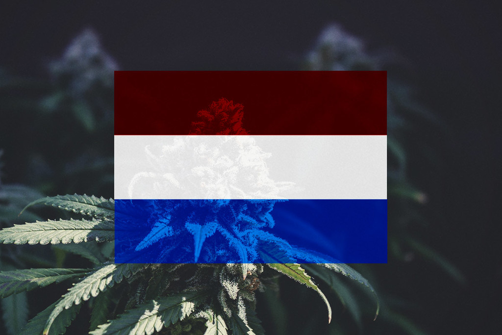 Coltivare Cannabis all’Aperto nei Paesi Bassi: Guida Mese per Mese