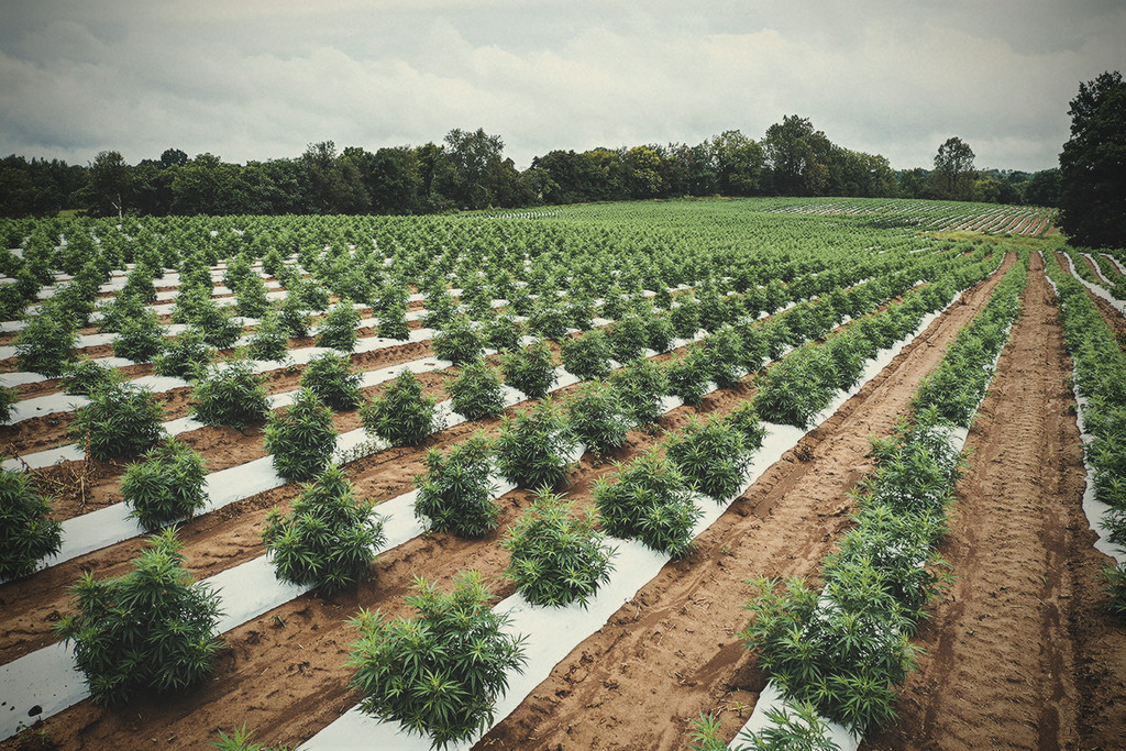 La Cannabis Può Supportare l'Agricoltura Rigenerativa?