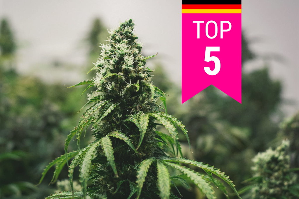 Le 5 varietà di cannabis più popolari da coltivare in Germania