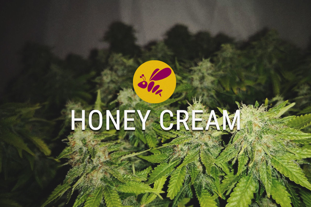 Honey Cream: Dolce Sotto Tutti i Punti di Vista