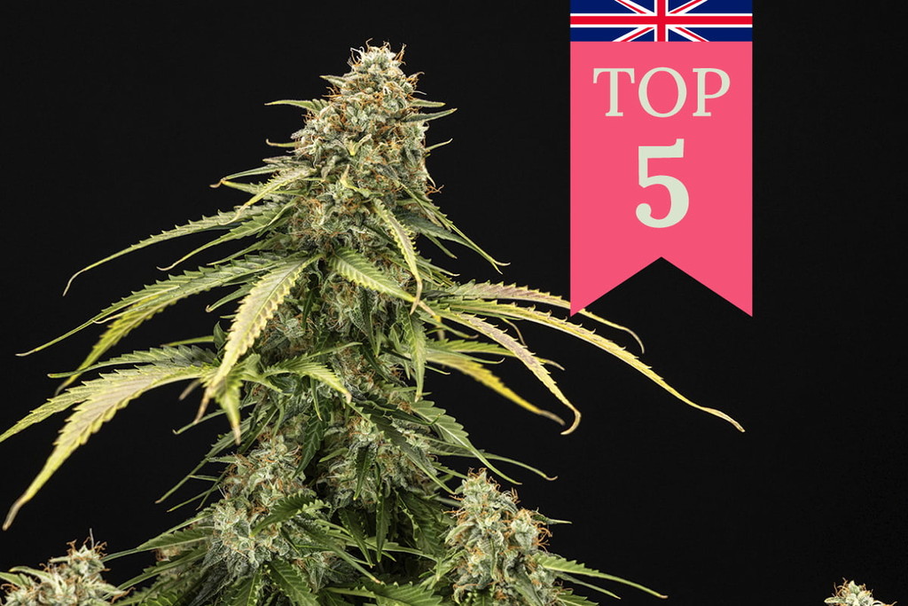 Le 5 varietà di cannabis più popolari nel Regno Unito