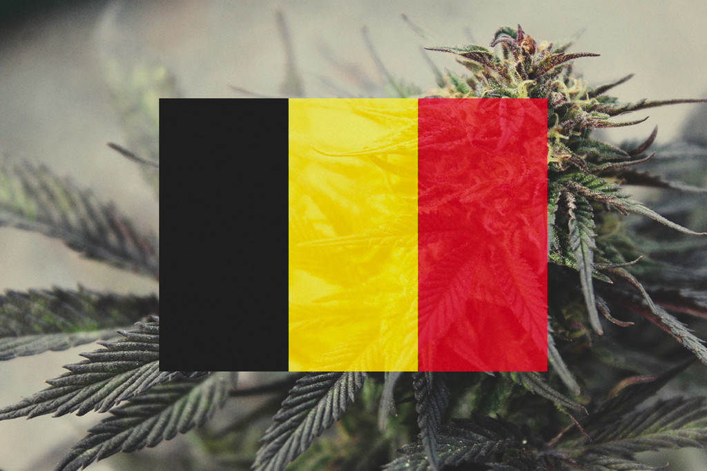 Coltivare La Cannabis Outdoor In Belgio: Guida Mese Per Mese 