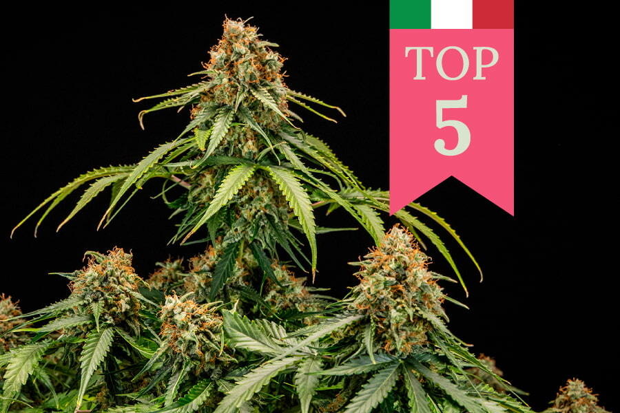 Le 5 varietà di cannabis più popolari in Italia