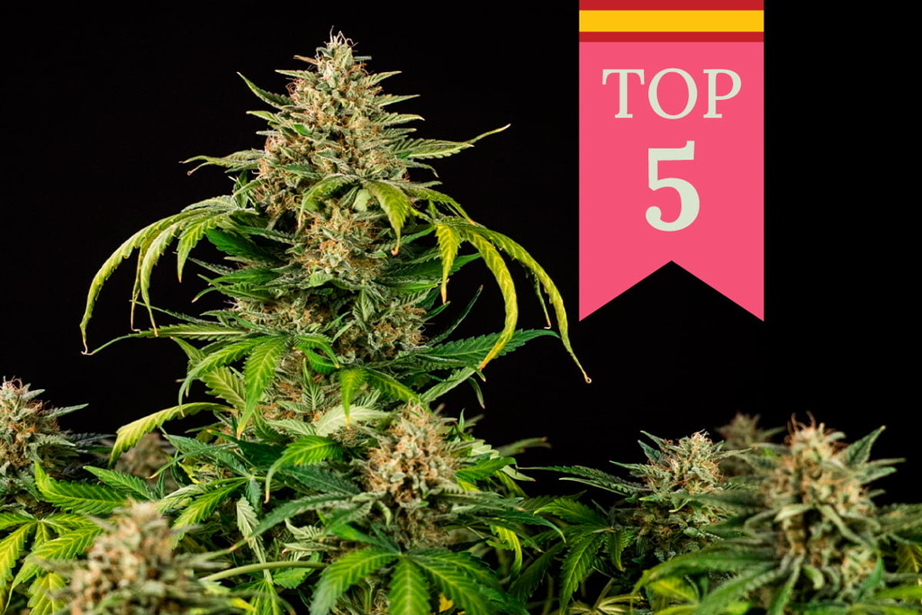 Le 5 varietà di cannabis più popolari in Spagna